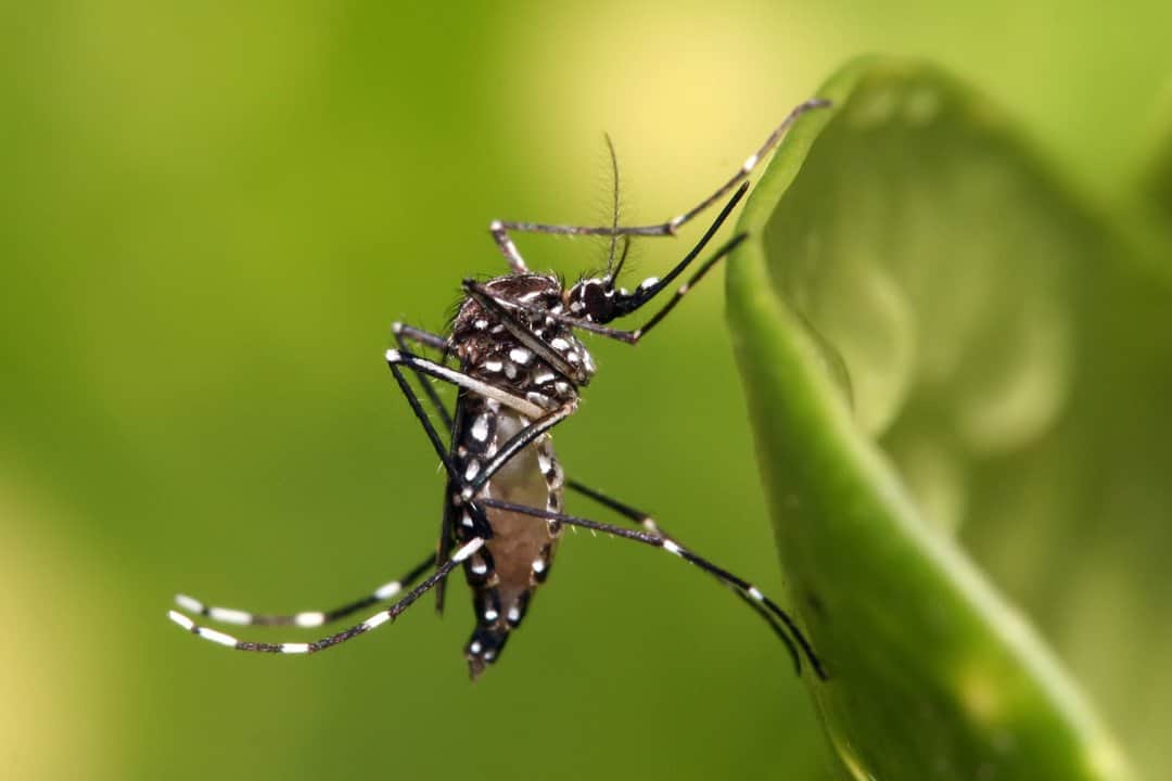 Dengue: América Latina debe prepararse antes del próximo brote