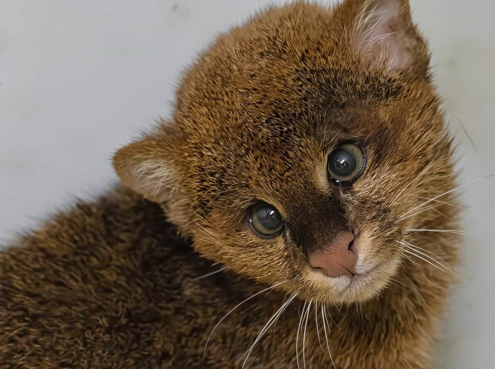 Jujuy: intentaban rescatar a un puma bebé y se llevaron una sorpresa
