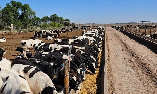 El “elefante” poco visto de la alimentación bovina: “Una vaca puede comer hasta 1,5 kilos de tierra por día”, advierte Gustavo Schuenemann, que apunta a la mala higiene del forraje