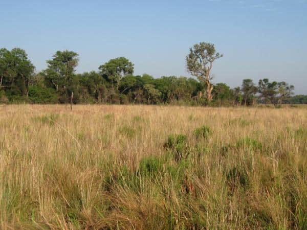 El debate por los pastizales llegó a Diputados, pero cayó en terreno poco fértil: Admiten que la agenda ambiental está paralizada y que es un “contexto difícil” para estas discusiones