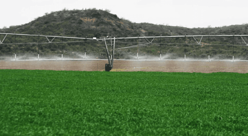 Mientras busca frenar la pérdida de tierras agrícolas, Neuquén proyecta sumar 55 mil hectáreas bajo riego entre Vaca Muerta y el Limay