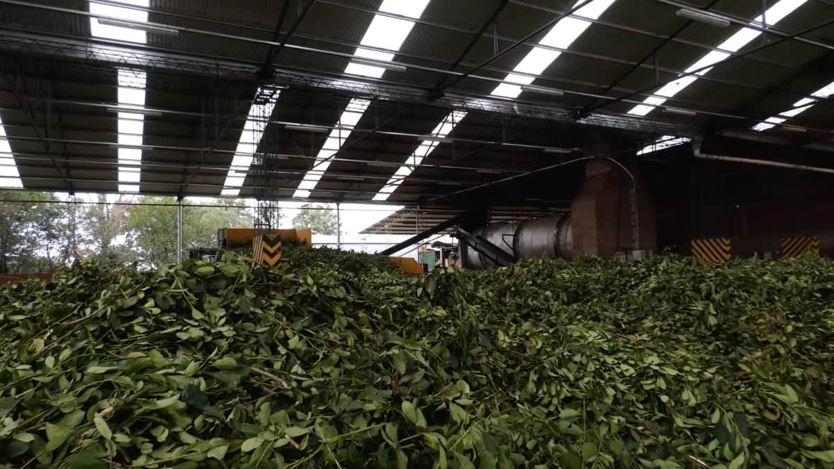 La zafra empieza con sabor amargo: El té se fijó en 110 pesos, casi la mitad de lo que pedían los colonos, y la industria concentró la mayoría de los beneficios