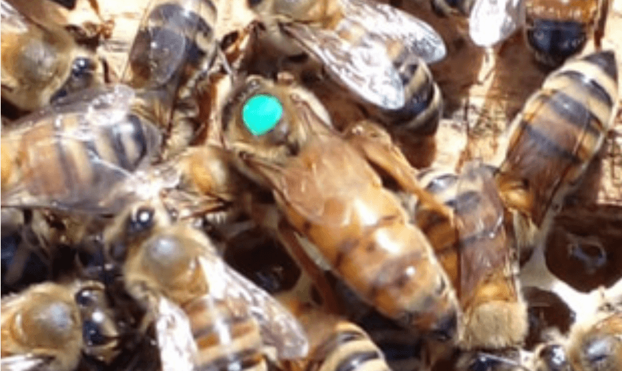 ¿Una cabaña de abejas? Gerónimo Muñiz aprendió a criar reinas en Hawái y hoy selecciona unas 2.000 por año en Azul, adaptadas a esa región
