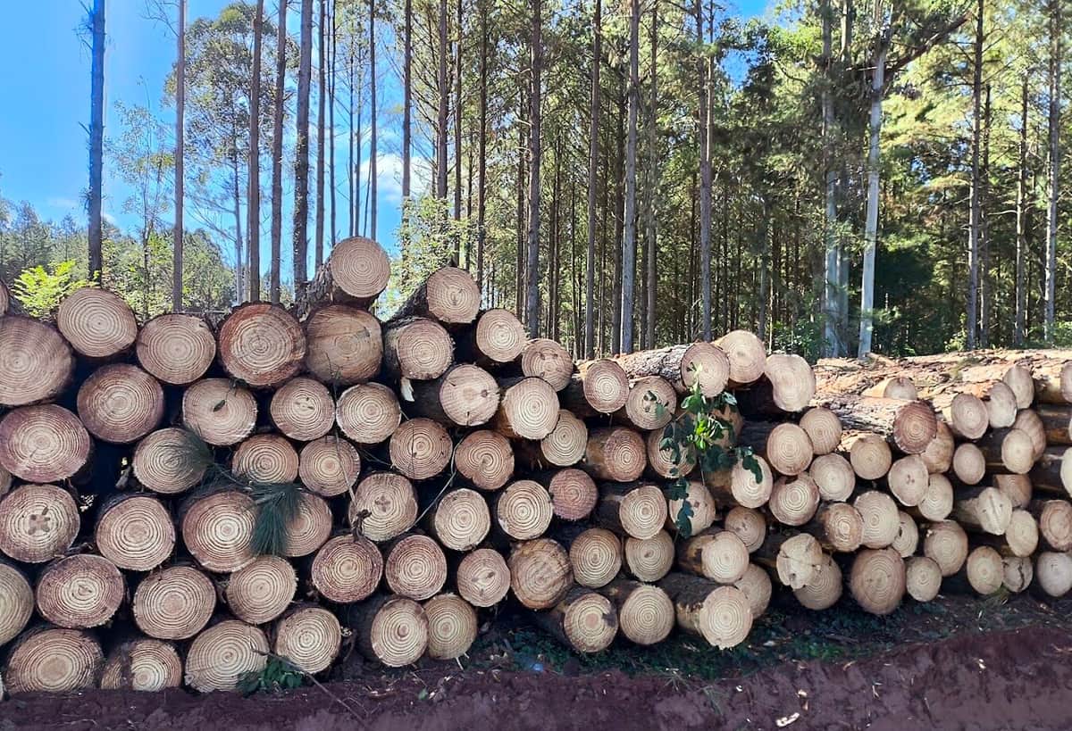 ¿Qué hacemos con la forestación? El presidente de AFOA, Pablo Ruival, insiste en que deben removerse los obstáculos para que la Argentina salga de un largo letargo en la implantación de bosques