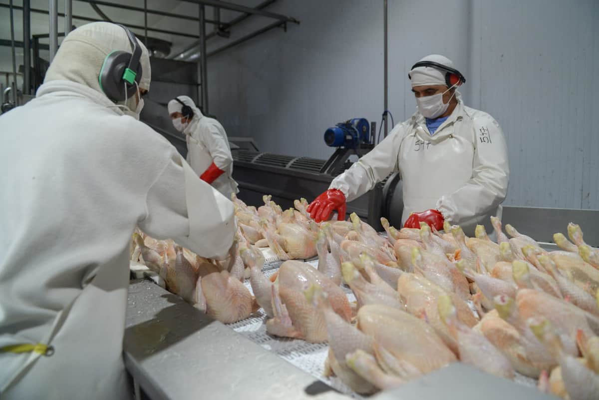 ¿Cómo se decía pechuga en japonés? El gobierno nipón reabrió su mercado para la carne aviar argentina