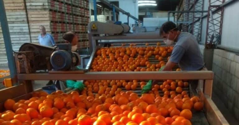 Argentina abrió la exportación de cítricos a Panamá