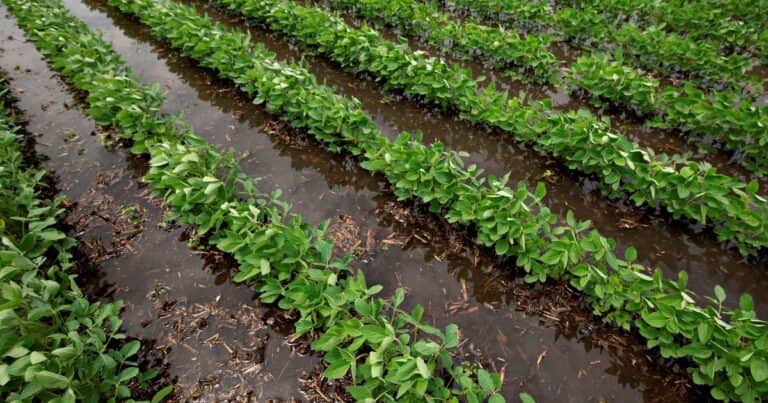 Efecto Niño: anticipan lluvias extraordinarias desde fin de agosto en las zonas más productivas de Argentina