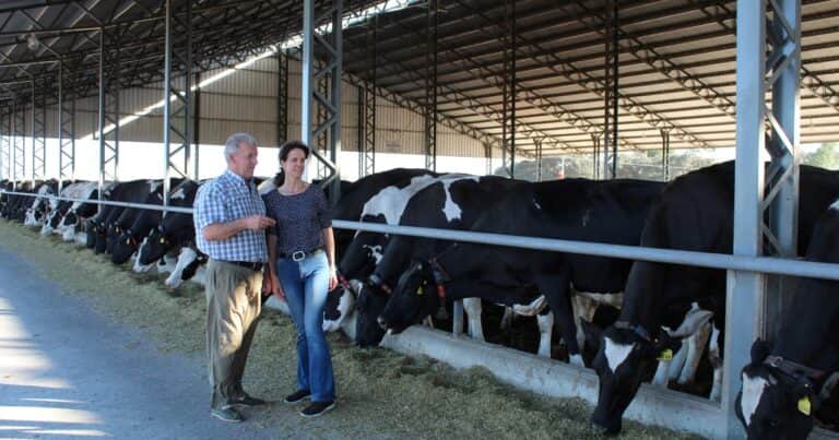 ¿Qué tienen en común una vaca y un auto de Fórmula 1?