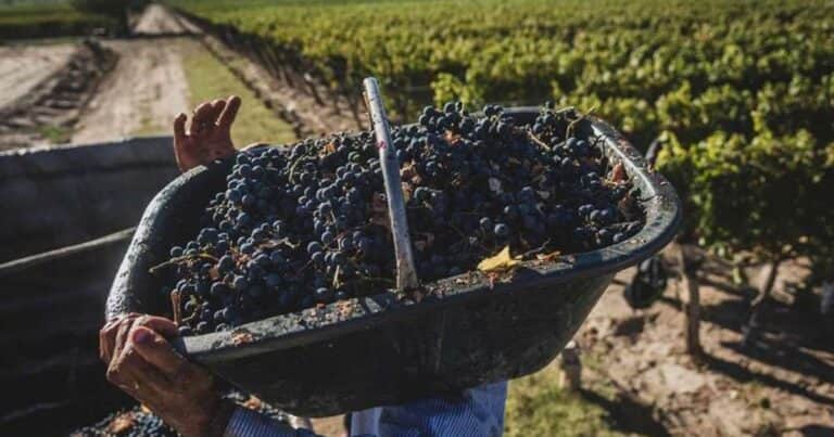 Aumentaron las exportaciones de productos vitivinícolas argentinos