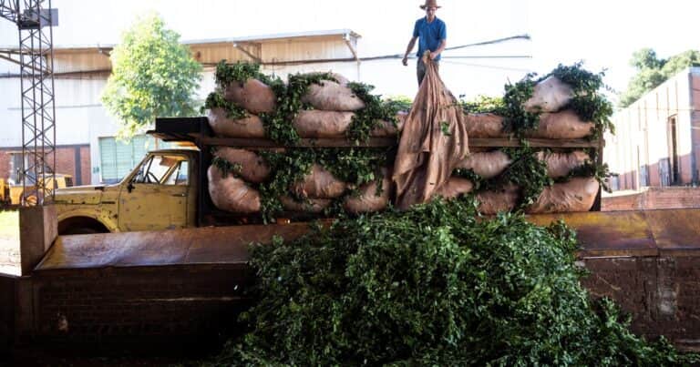 Es el mejor año de la historia para la yerba, pero los productores planean no cosechar para que la industria pague mejores precios