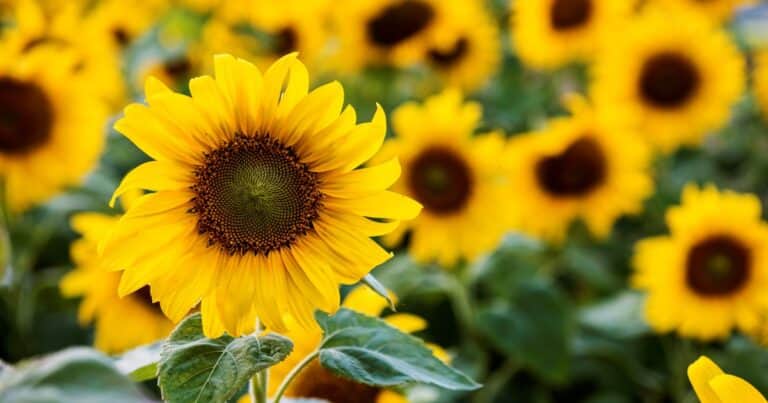 La exportación de aceite de girasol está en niveles máximos en 18 años, y con buenos precios