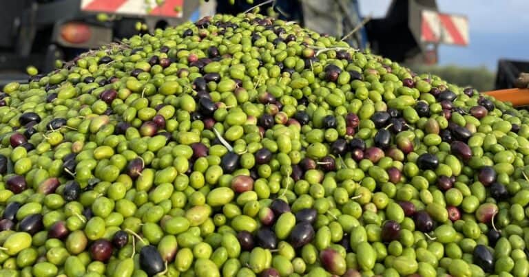 La olivicultura argentina impulsa el desarrollo regional y se posiciona en el mundo