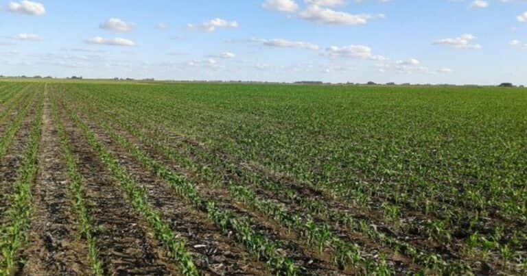 ¿Qué herbicidas se recomienda para el control de sanguinaria y pasto cuaresma en post-emergencia y pre-siembra de maíz?