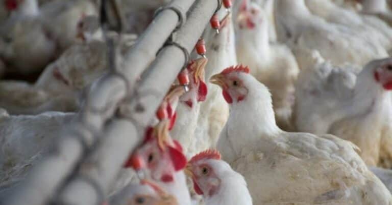 El Gobierno aprobó 4 nuevas vacunas para aves y una levadura para mejorar la producción de bioetanol