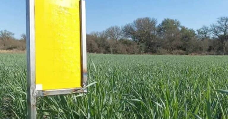 Alerta chicharrita: la plaga del maíz creció en algunas zonas y es «crucial intensificar los monitoreos»