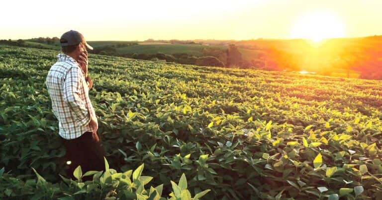 «Una comparación que duele»: un productor de Brasil recibió un 40% más por su soja que uno argentino