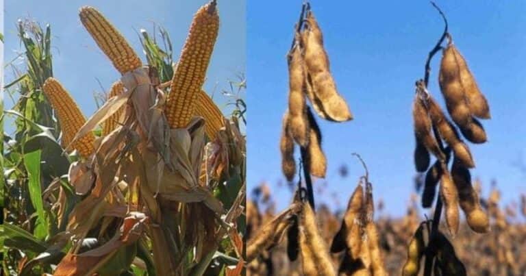 ¿Cuánta soja y maíz resta vender y cuándo hacerlo?: un dilema frente a la incertidumbre de los precios, la sequía y el empujón del USDA