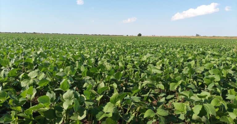 El precio de la soja subió $7000 en la semana y superó los $320.000