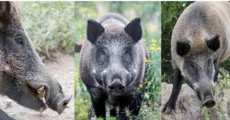 Plaga incontrolable: autorizan la caza de jabalíes con perros en el campo de una provincia central