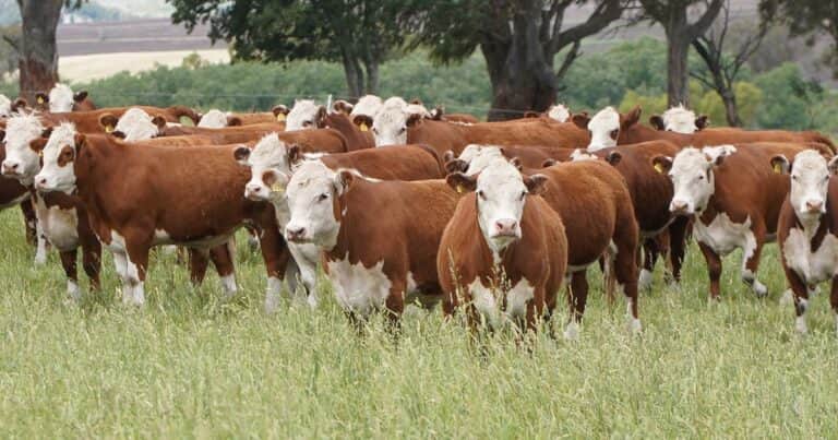 Producen carne certificada con marca propia y la exportan a un emblemático país europeo