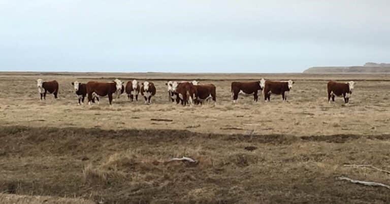 Los cabañeros de la Patagonia advierten sobre los riesgos de vulnerar la barrera sanitaria