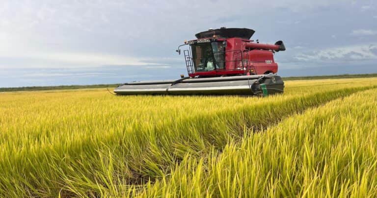 En el primer bimestre creció casi 5 por ciento el valor de las exportaciones agroindustriales