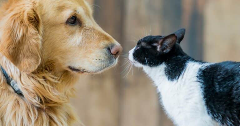 Animales, del amor al maltrato: el sorprendente libro editado por Leila Guerriero, gratis para lectores de Clarín