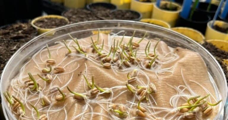 Hallazgo clave del INTA para el futuro del trigo: 5 por ciento más de rinde
