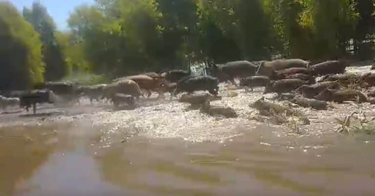 Habilitaron la caza en Buenos Aires de una de las plagas que más daño está causando en la producción agrícola