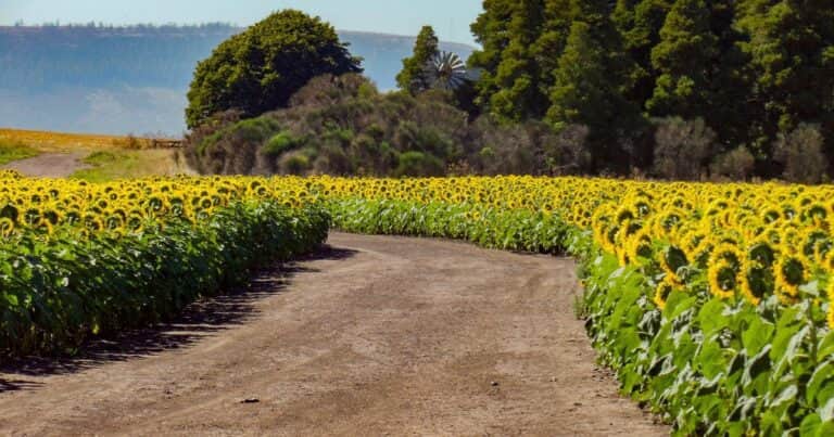 Esperan un nuevo récord en la producción de girasol