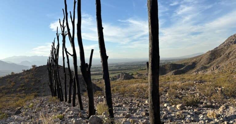 Poéticas de la foresta y la extinción: Conexión arteba discute el vínculo arte – naturaleza en Cuyo