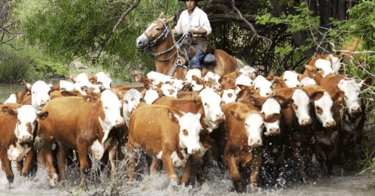 Stock vacuno: hay casi 9 millones de animales menos en los últimos 18 años