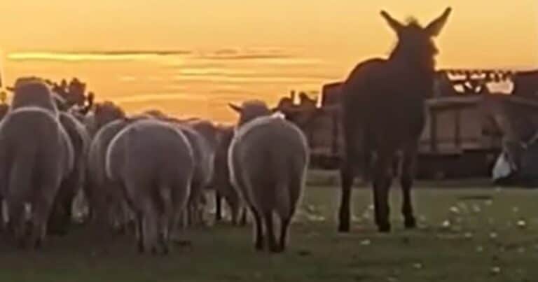 «Una vez por semana»: Denuncian ataques salvajes de pumas a ovejas en el campo y cómo intentan solucionar el flagelo
