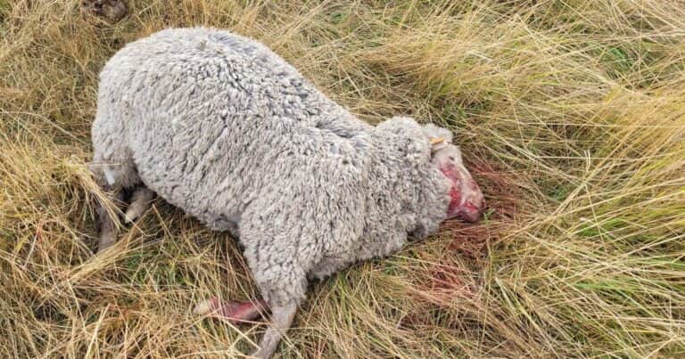 «No son asesinos»: el grave problema que afecta a productores patagónicos