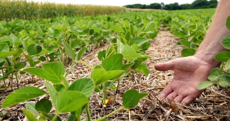 Impulsan un beneficio financiero para los productores que incorporen prácticas de agricultura regenerativa