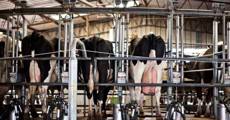 El Gobierno informó que se asignaron $20.000 millones en créditos en valor producto para el sector tambero