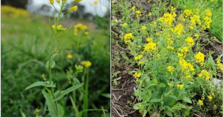 Alerta roja para la agricultura: se confirmó una nueva maleza resistente en Argentina