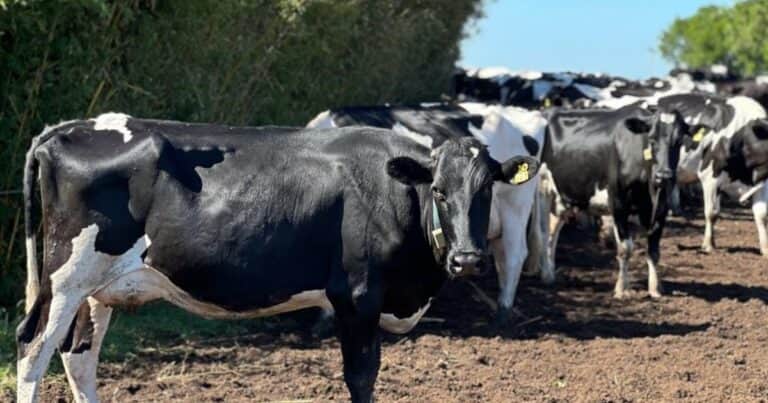 Estrategias integradas para expresar el máximo potencial de los animales de tambo