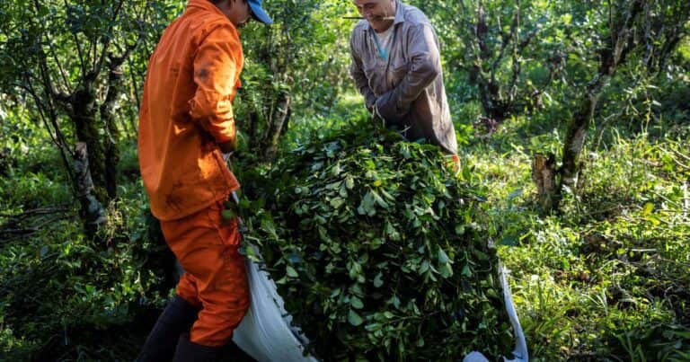 Por los bajos precios, la cosecha de yerba tuvo una caída histórica en el primer trimestre