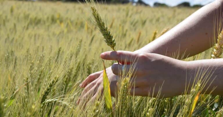 Nutriendo al trigo: ciencia y práctica para una cosecha de calidad