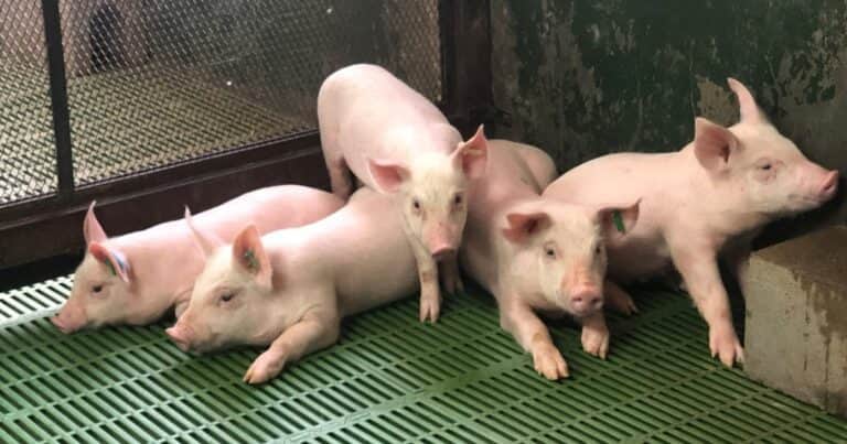 El sector porcino quiere invertir y crecer pero advierte sobre la invasión de bondiolas brasileras