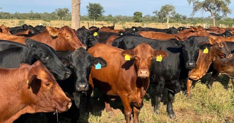 La genética Brangus argentina pisa cada vez más fuerte en Paraguay