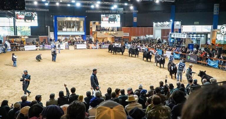 Angus volvió a brillar en la «catedral” de la ganadería