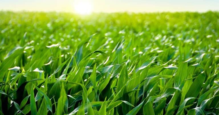 Nuevos conocimientos para el control de malezas en el cultivo de maíz