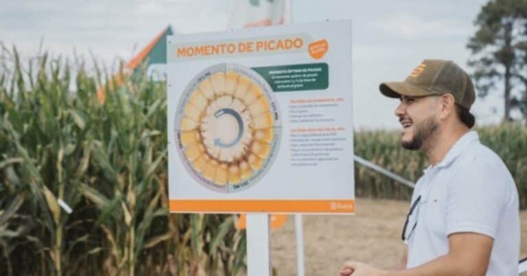 Tres aspectos a tener en cuenta a la hora de sembrar maíz para picar