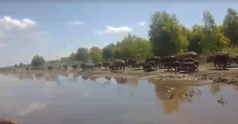 «Disparado alarmantemente»: autorizan en una provincia la caza deportiva de dos de las mayores plagas que impactan en el campo