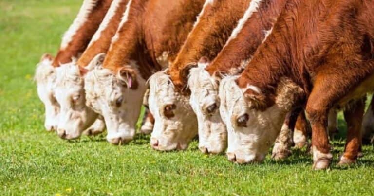 Balance económico: cómo impacta en el agro el nuevo escenario cambiario