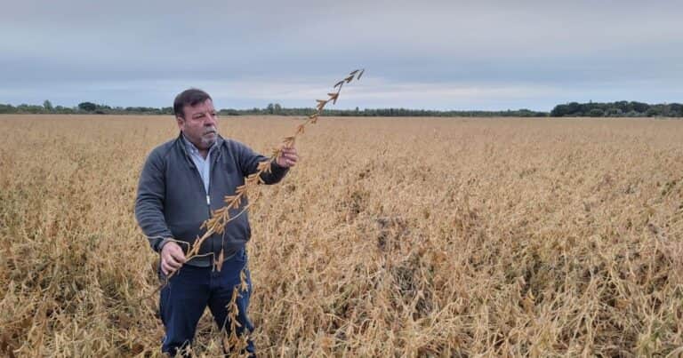 El riego revoluciona la Patagonia norte con rindes de soja que superan los 5.000 kilos