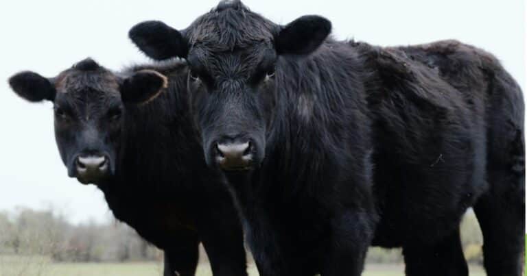 «Ya no resulta necesaria»: el Gobierno eliminó una norma de 2007 que establecía el peso mínimo de faena para bovinos