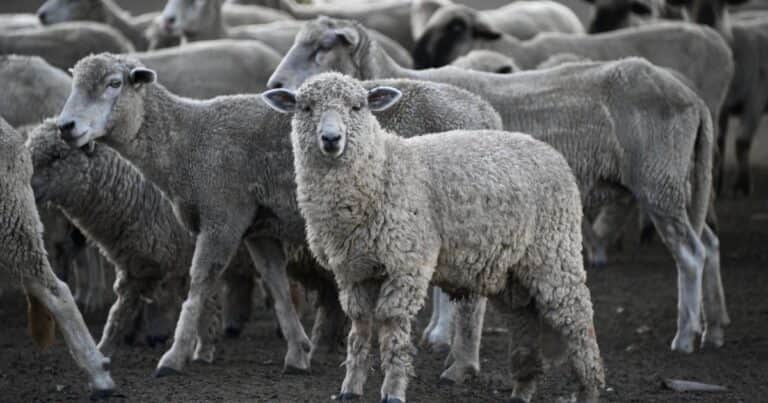 «No puede basarse indefinidamente en mecanismos de subsidio»: el Gobierno eliminó los regímenes específicos de promoción ganadera por especie